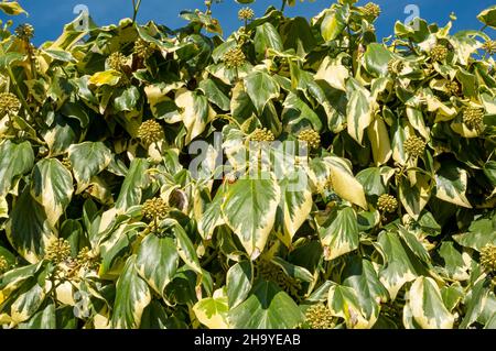 Gros plan de feuilles de lierre persane panachées grimpant plante poussant sur un mur dans le jardin en automne Angleterre Royaume-Uni GB Grande-Bretagne Banque D'Images