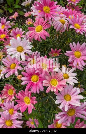 Gros plan de Marguerite rose pâquerettes Argyranthemum frutescens fleurs croissant dans un pot dans le jardin en été Angleterre Royaume-Uni Grande-Bretagne Banque D'Images