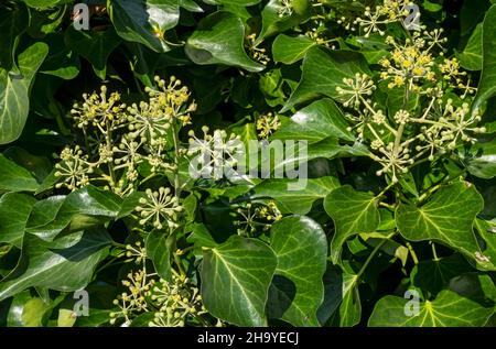 Gros plan de l'ivie verte (Hedera Helix) poussant sur un mur dans le jardin à l'automne Angleterre Royaume-Uni Grande-Bretagne Banque D'Images