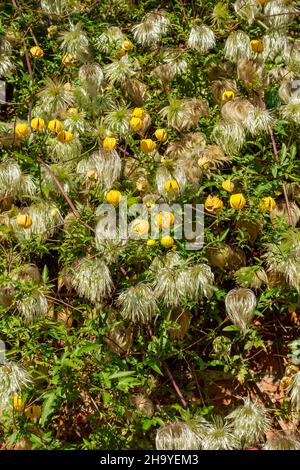 Gros plan des fleurs jaunes clématis tangutica et des têtes de semis fleurissant sur un mur dans le jardin en été Angleterre Royaume-Uni Grande-Bretagne Banque D'Images