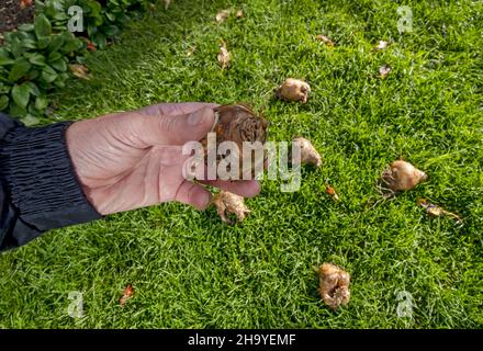 Gros plan du jardinier se préparant à planter des narcisse joncs de joncs de joncs de joncs de joncs dans l'herbe à l'automne Angleterre Royaume-Uni Grande-Bretagne Royaume-Uni Grande-Bretagne Banque D'Images