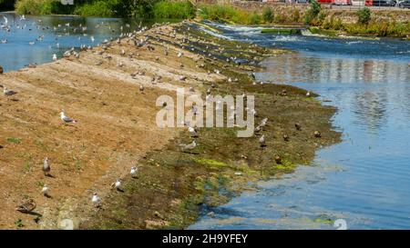 Oiseaux assis sur l'ancien déversoir de chou-fleur lors d'une sécheresse estivale à faible débit sur la rivière Nith à Dumfries, en Écosse Banque D'Images