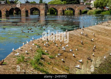 Oiseaux assis sur l'ancien déversoir de chou-fleur lors d'une sécheresse estivale à faible débit sur la rivière Nith à Dumfries, en Écosse Banque D'Images