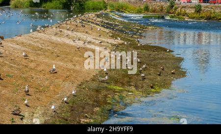 Oiseaux assis sur l'ancien déversoir de chou-fleur lors d'une sécheresse estivale à faible débit sur la rivière Nith à Dumfries, en Écosse Banque D'Images