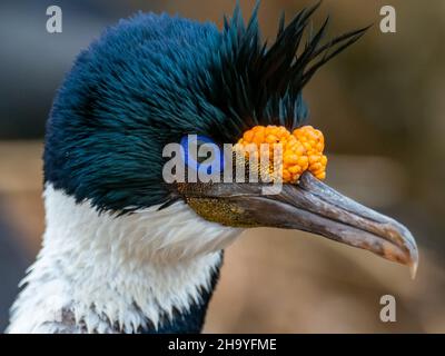 Cormorant impérial, Leucocarbo atriceps, nichant sur la Nouvelle-île, îles Falkland Banque D'Images