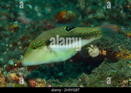 Benetts Spitzkopfkugelfisch, Bennett's sharpnose puffer, bennett's toby, Canthigaster bennetti, Tulamben,Bali Banque D'Images