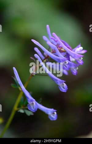 Corydalis flexuosa feuille pourpre,fleurs bleues,fleur bleue,floraison,feuilles marbrées,feuillage,feuille marbrée,fleur,floraison,jardin boisé,jardins de printemps, Banque D'Images