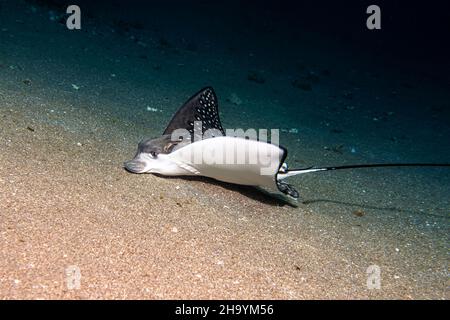 Aetobatus ocellatus, rayon de l'aigle ocellé Banque D'Images