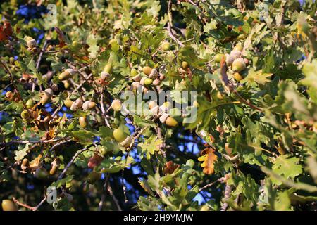 Quercus pubescens, Chêne blanc Downy Oak, Fagaceae.Plante sauvage, tiré à l'automne. Banque D'Images