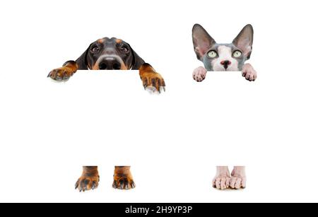 Bannière drôle deux animaux de cacher chien et chat avec de grandes oreilles et des pattes accrochées dans un blanc dans une rangée.Isolé sur fond blanc. Banque D'Images
