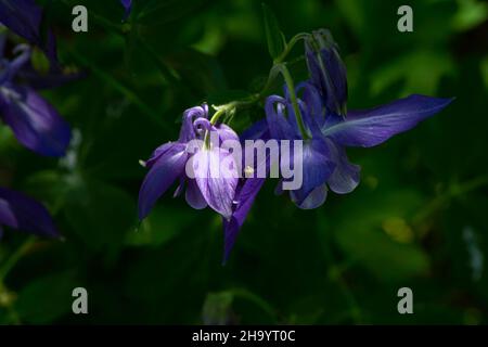 Un gros plan d'une fleur violette de Columbine.Mis en évidence à côté d'autres fleurs simples Banque D'Images