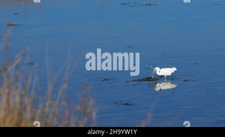 White Egret a vu la pêche en basse eau. Banque D'Images