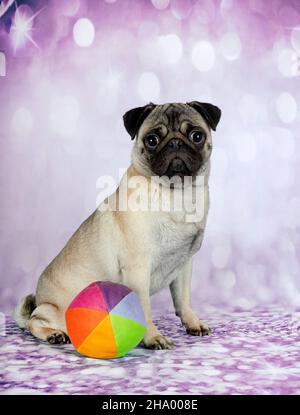 jeune pug sur fond bleu Banque D'Images