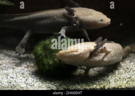 Axolotl sous-marin manger larve gros plan Banque D'Images