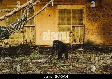 Gorilla marche sur le fond d'un vieux bâtiment Banque D'Images