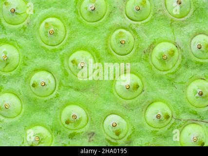 Cuisine traditionnelle de la rue du Myanmar.Image d'arrière-plan des dosettes Lotus Seeds.Concept de la trypphobie. Banque D'Images