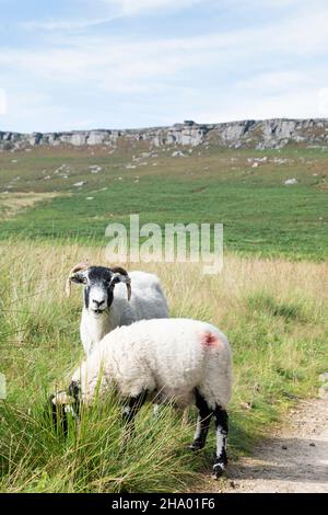 Deux moutons à cornes se broutent sur de l'herbe longue à côté d'un sentier de landes menant à Stanage Edge, un long bord de falaise en pierre à aiguiser ou escarpement dans le Peak District, U Banque D'Images