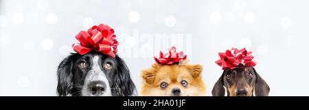 Bannière trois chiens célébrant noël ou le jour de la Saint-Valentin se cachent et portant un ruban rouge sur la tête.Isolé sur fond gris Banque D'Images