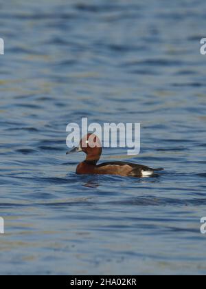 Canard ferrugineux ou verger ferrugineux (Aythya nyroca) à Kheda, Gujarat, Inde Banque D'Images