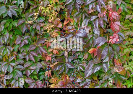 Feuilles colorées d'une plante de Parthenocissus Quinquefolia en automne Banque D'Images