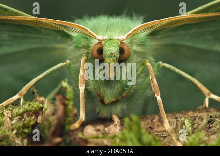 Gros plan d'un grand papillon émeraude (Geometra papilionaria).Tipperary, Irlande Banque D'Images