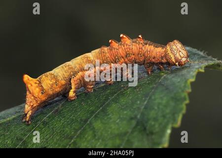 La chenille proéminente du fer (Notodonta dromedarius) repose sur la feuille.Tipperary, Irlande Banque D'Images