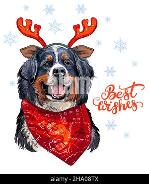 Carte de Noël.Portrait de chien de montagne bernois avec bois de cerf, foulard, flocons de neige et lettrage.Illustration vectorielle.Pour la décoration, le design, le prin Illustration de Vecteur