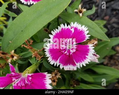 Fleurs rose vif de Dianthus gratianopolitanus, communément appelé rose cheddar, sur un fond flou de feuilles vertes -01 Banque D'Images