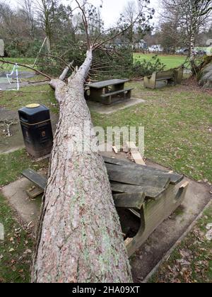 Un pin écossais dans le parc Ambleside a explosé par Storm Arwen, une tempête extrêmement puissante qui a causé d'énormes dommages et des pertes de vie. Banque D'Images