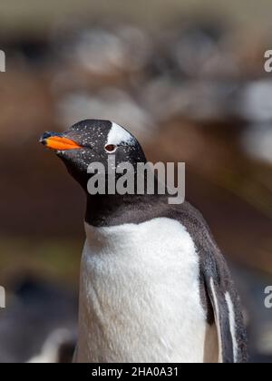 Manchot de Gentoo, Pygoscelis papouasie, nichant à Godthul, île de Géorgie du Sud Banque D'Images