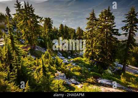 WA19856-00...WASHINGTON - lumière en fin d'après-midi sur les arbres, au-dessus de la vallée de la rivière Stilaguamish dans le parc national du Mont Pilchuck. Banque D'Images