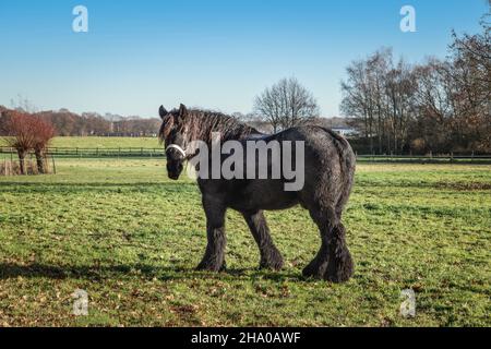 Cheval noir belge dans la prairie. Banque D'Images