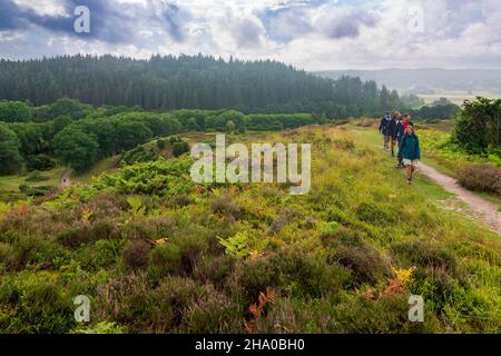 Rebild: Parc national de Rebild, heath, randonneur, à Rebild Bakker, Jylland,Jutland, Danemark Banque D'Images