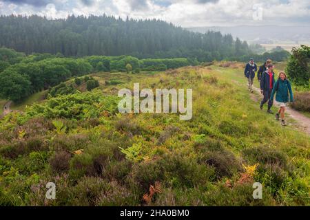 Rebild: Parc national de Rebild, heath, randonneur, à Rebild Bakker, Jylland,Jutland, Danemark Banque D'Images