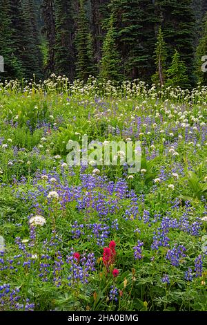 WA19868-00...WASHINGTON - prairie couverte de fleurs sauvages près du paradis dans le parc national du Mont Rainier. Banque D'Images