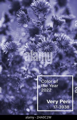 Champ de fleurs pourpres, fond de fleur de printemps coloré dans la couleur tendance de l'année 2022 très Peri avec le nom de la couleur dans cadre carré Banque D'Images