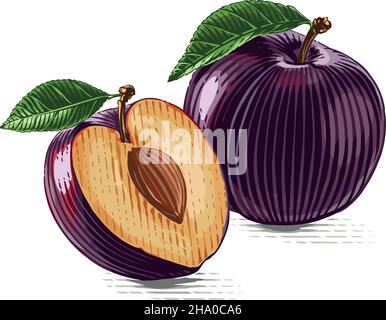 Couleur prune main dessin esquisse gravure style d'illustration Illustration de Vecteur