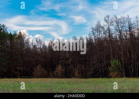 Forêt de conifères un an après l'incendie. Les conifères ont brûlé lors d'un incendie sur fond d'herbe verte. Le problème des feux de forêt Banque D'Images