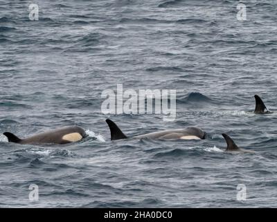 Orque de type B2, Orcinus orca dans le détroit de Gerlache, Antarctique Banque D'Images