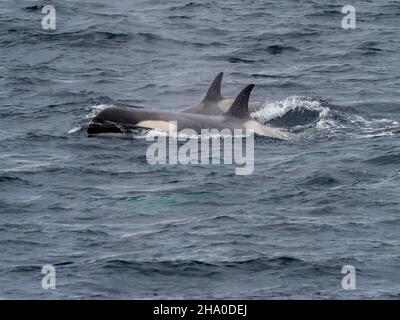 Orque de type B2, Orcinus orca dans le détroit de Gerlache, Antarctique Banque D'Images