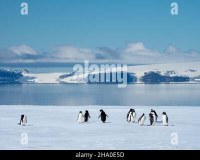 Adelie Penguin, Pygoscelis adeliae, et Gentoo Penguin, Pygoscelis papouasie, sur la glace rapide de la baie de Duse, mer de Weddell, péninsule antarctique, Antarctique Banque D'Images