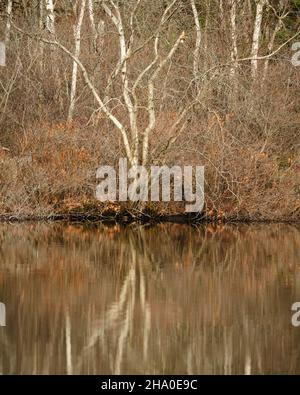 Rive du lac avec plusieurs truneaux de bouleaux qui s'élève du Bush à feuilles brunes d'automne avec une parfaite réflexion dans l'eau Banque D'Images