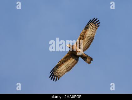 Le bourdonnement de miel oriental en vol.le bourdonnement de miel débridé est un oiseau de proie de la famille des Accipitridae. Banque D'Images