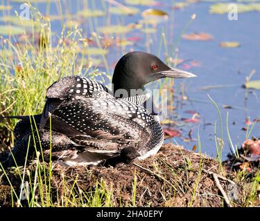 Le Loon commun avec un bébé de jour poussait sous ses ailes de plumes sur le nid protégeant et prenant soin du bébé dans son environnement et son habitat.Loon. Banque D'Images