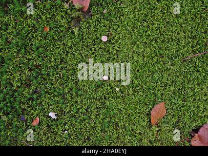 Fond vert.Champignons et feuilles séchés.Automne dans les montagnes. Banque D'Images