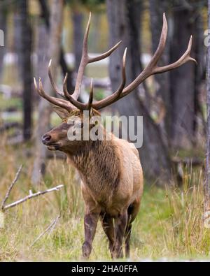 Vue de face rapprochée d'un taureau mâle wapiti dans la forêt en regardant à gauche et montrant de gros bois dans son environnement et son habitat environnant. Banque D'Images