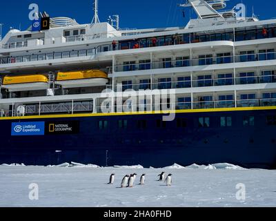 Penguin de Gentoo, Pygoscelis papouasie, avec résolution géographique nationale sur la glace rapide de la baie de Duse, mer de Weddell, péninsule antarctique, Antarctique Banque D'Images