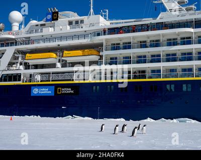 Penguin de Gentoo, Pygoscelis papouasie, avec résolution géographique nationale sur la glace rapide de la baie de Duse, mer de Weddell, péninsule antarctique, Antarctique Banque D'Images