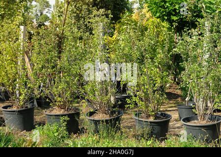 Boutique de jardin.Variété de plantules d'arbres en pots dans le magasin de jardin.Pépinière de plantes et d'arbres pour le jardinage. Banque D'Images