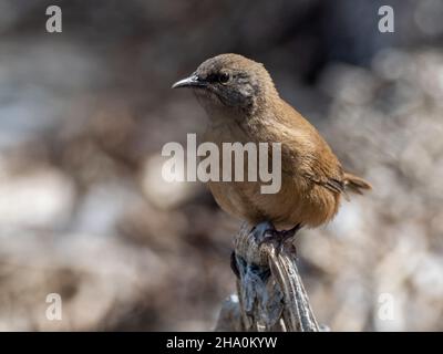 Le wren de Cobb, Troglodytes cobbi, un oiseau endémique que l'on trouve uniquement dans les îles Falkland Banque D'Images